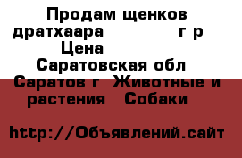 Продам щенков дратхаара 11.12.2016 г.р. › Цена ­ 25 000 - Саратовская обл., Саратов г. Животные и растения » Собаки   